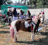 Pegasus Ponies & Petting Zoos