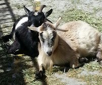 Pegasus Ponies & Petting Zoos photo 2