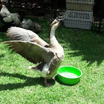 Pegasus Ponies & Petting Zoos photo 3