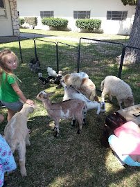 Pegasus Ponies & Petting Zoos photo 5