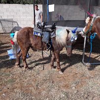 Pegasus Ponies & Petting Zoos photo 6