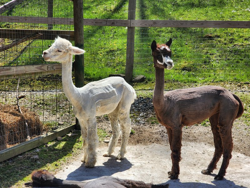 Heritage Farm Museum & Village photo 6