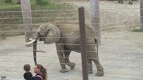Elephant Family Quarters photo 2