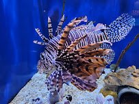 UGA Marine Education Center and Aquarium photo 4