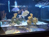 UGA Marine Education Center and Aquarium photo 5