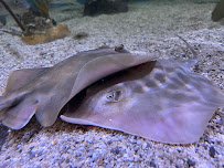 UGA Marine Education Center and Aquarium photo 6