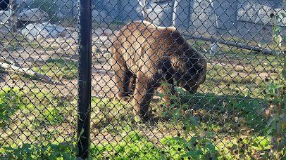 Wildwood Zoo photo 2