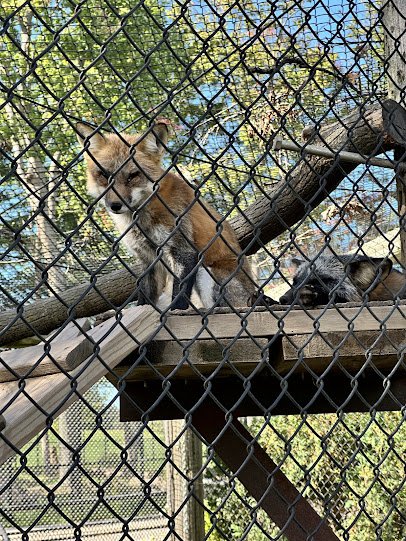 Wildwood Zoo photo 3
