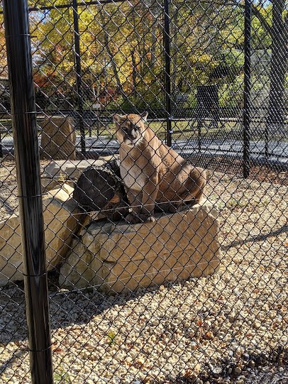 Wildwood Zoo photo 6