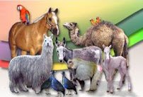 Utah Petting Zoo at Ivie Acres Farm