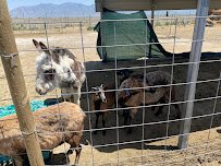 Utah Petting Zoo at Ivie Acres Farm photo 3