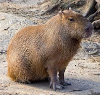 Utah Petting Zoo at Ivie Acres Farm photo 4