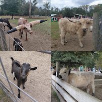 Petting zoo and farm