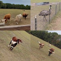 Petting zoo and farm photo 2