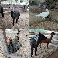 Petting zoo and farm photo 3