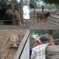 Petting zoo and farm photo 4