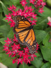Beech Creek Botanical Garden & Nature Preserve photo 5