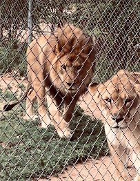 Lee Richardson Zoo photo 6
