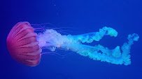 Jewels of the Sea photo 3