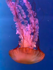 Jewels of the Sea photo 4