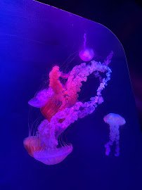 Jewels of the Sea photo 5