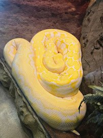 LegaSea Aquarium & The Reptarium photo 3