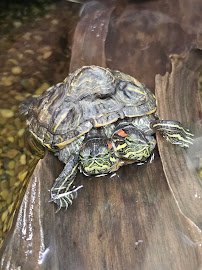 LegaSea Aquarium & The Reptarium photo 5