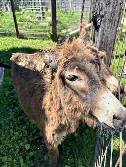 Animal Haven Farm Zoo photo 4
