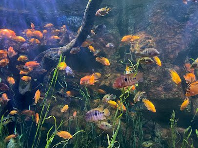 Aquarium Hummingbird and Butterfly Garden photo 5