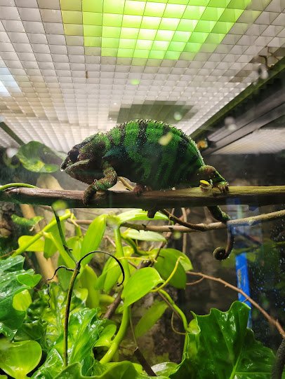 Aquarium Hummingbird and Butterfly Garden photo 6