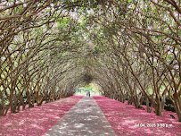 The Dallas Arboretum and Botanical Garden