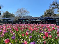 The Dallas Arboretum and Botanical Garden photo 6