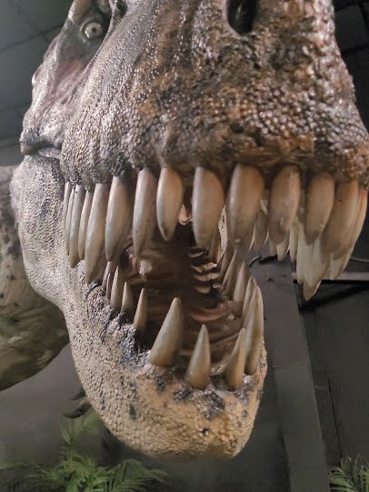 Dinosaur Museum photo 2