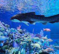 Mote Science Education Aquarium (SEA) photo 3