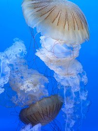 Mote Science Education Aquarium (SEA) photo 4