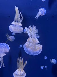 Mote Science Education Aquarium (SEA) photo 5