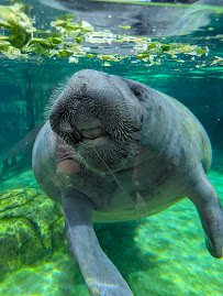 Mote Science Education Aquarium (SEA) photo 6