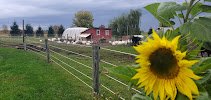 My Little Farm & Market photo 5