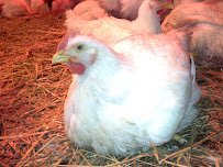 My Little Farm & Market photo 6