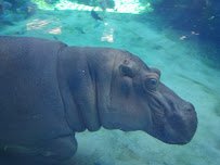 Cincinnati Zoo Train photo 4