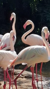 Cincinnati Zoo Train photo 6