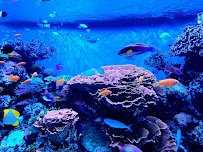 Monterey Bay Aquarium: Seafood Watch Program