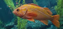 Monterey Bay Aquarium: Seafood Watch Program photo 2