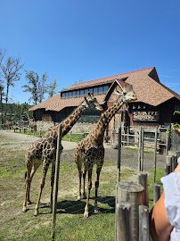 Turtle Back Zoo Carousel photo 3