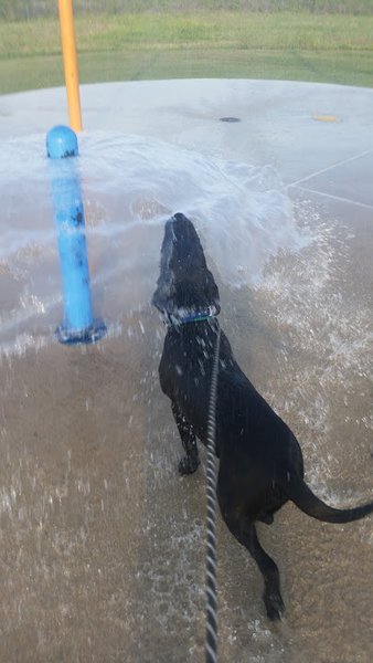 Glenwood Splash Pad photo 6