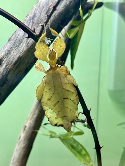 Victoria Bug Zoo photo 3