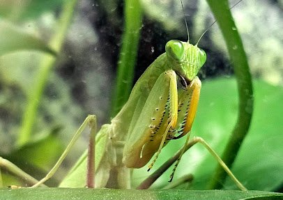 Victoria Bug Zoo photo 4