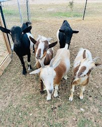 Wildspirit Ranch and Mobile Petting Zoo photo 2