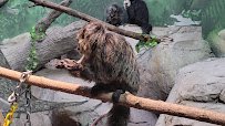 Primates House photo 2