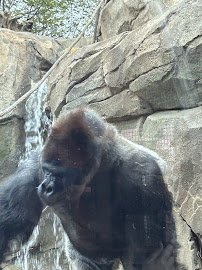 Primates House photo 3